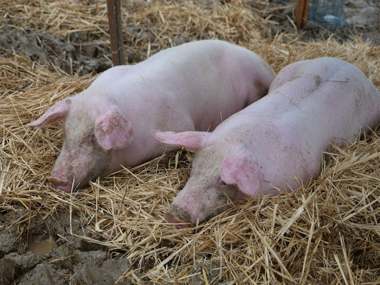 Schweine-4-Strohschweine-Stroheinstreu-Oekoschweine-Tierrechte-Tierwohl-artgerechte-Tierhaltung-Biofleisch-Schweinefleisch-Kritisches-Netzwerk-AMA-Guetesiegel