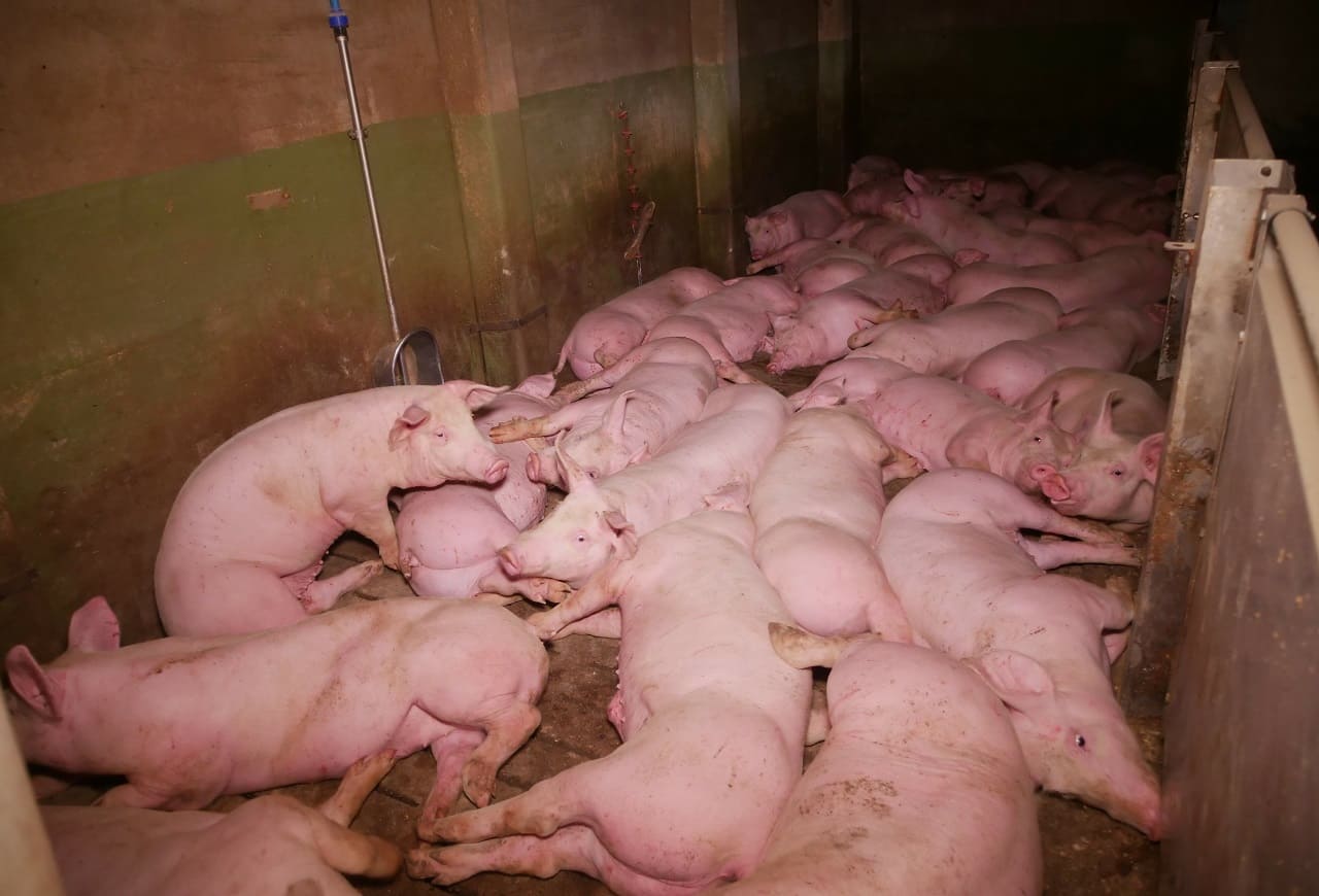 Sshweine-5-eng-Bodenflaeche-pro-Schwein-Stallueberfuellung-Stallumbauten-Stallumruestung-Kritisches-Netzwerk-Schweinequaelerei-Schweinestaelle-Ferkel-VGT
