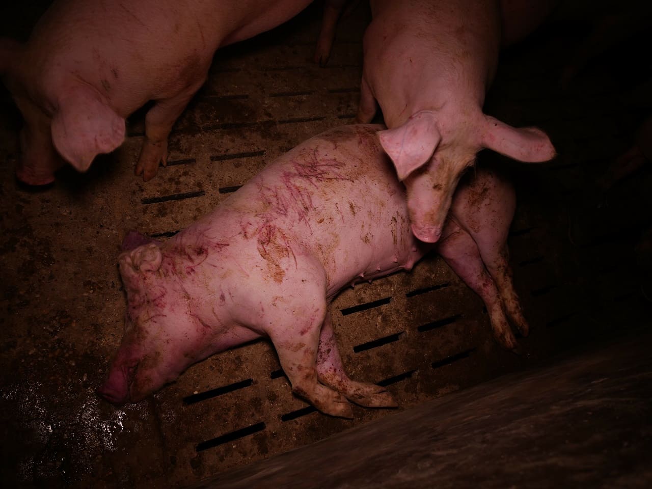 Schweine-6-Schweinesterben-Schweinemortalitaet-Schweinekadaver-Spaltenboeden-Mortalitaet-Schweinehaltung-Mortalitaetsrate-Kritisches-Netzwerk-Schweinemast