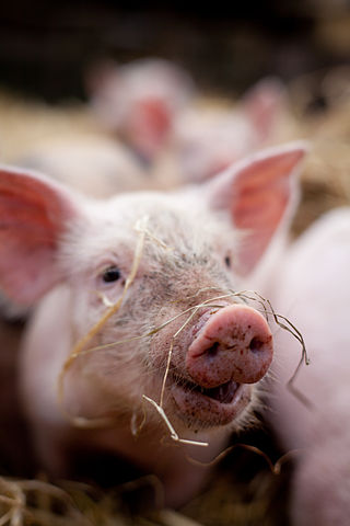 Schweinerei_Spanferkel_Schweinejournalismus_Kritisches_Netzwerk_Schweine_Schweinebraten_Schweinefleisch_Schweinehaltung_Schweinezucht_Vier_Pfoten_Abferkelkaefige_Fleischverzicht