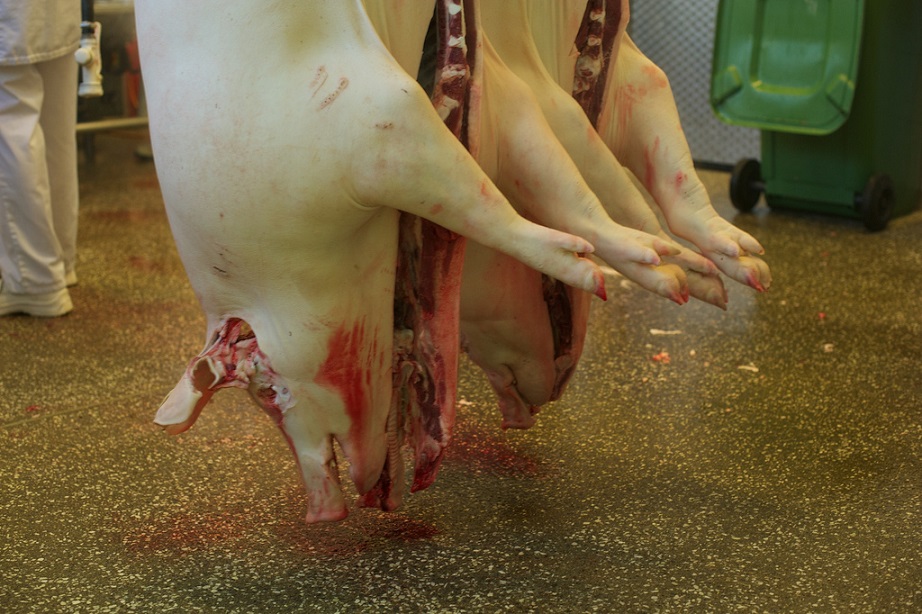 schweineschlachtung_ausbluten_entbluten_entbluteschnitt_entblutung_schweine_schweinebetaeubung_mastschweine_kritisches_netzwerk_schlachthof_metzger_herzstich_industrieschlachtung.jpg