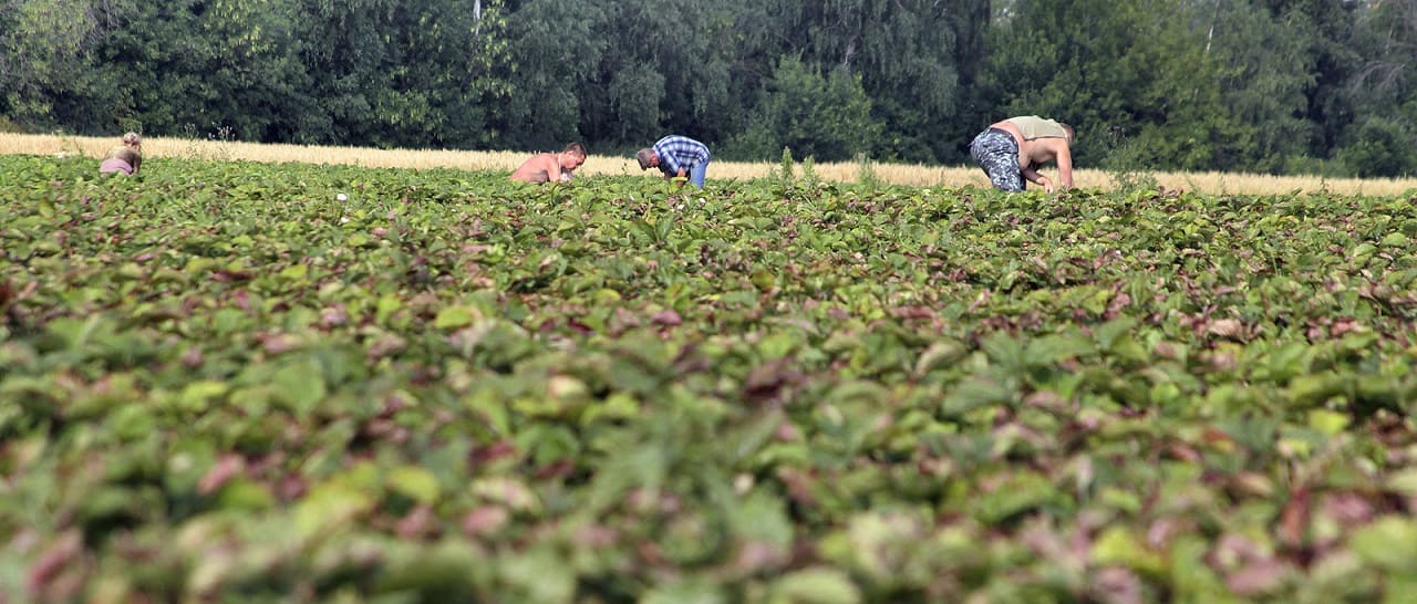 Sowchos-3-Saisonarbeiter-usbekische-Pfluecker-Erdbeerfelder-Erntehelfer-Sowchose-biologische-Landwirtschaft-Lenin-Sovkhoz-imeni-Lenina-Kritisches-Netzwerk-Heyden