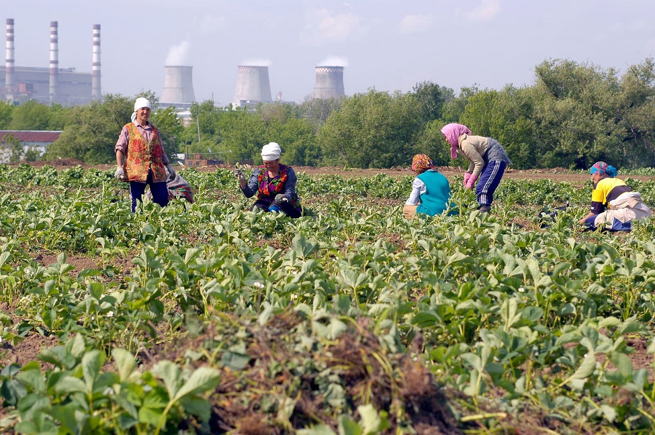 Sowchos-4-Erdbeeraecker-Erdbeerernte-Sowchose-Sovkhoz-imeni-Lenina-sovetskoye-khozyaistvo-Landwirtschaftsgroßbetrieb-Kritisches-Netzwerk-Moskau-Pavel-Pawel-Grudinin