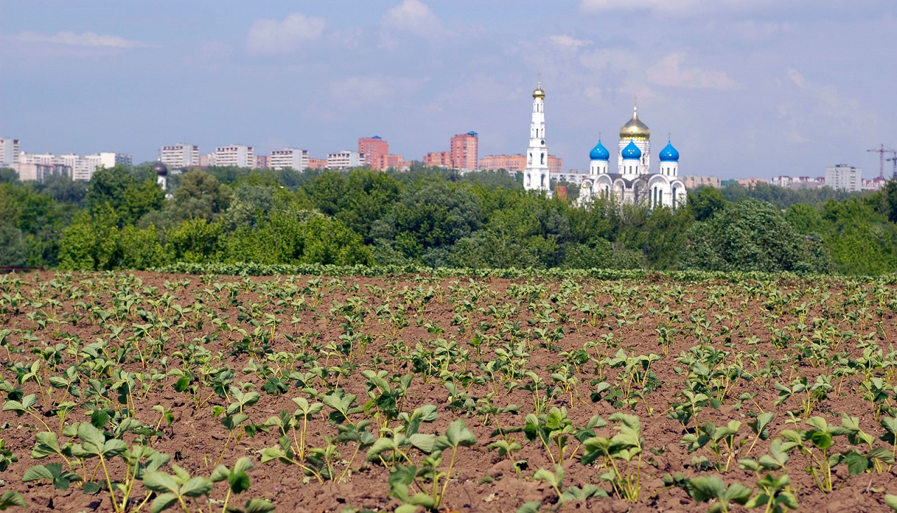 Sowchos-5-Biolandwirtschaft-Moskau-Moscow-Sowchose-sozialistische-Landwirtschaft-Sovkhoz-imeni-Lenina-sovetskoye-khozyaistvo-Kritisches-Netzwerk-Pavel-Pawel-Grudinin