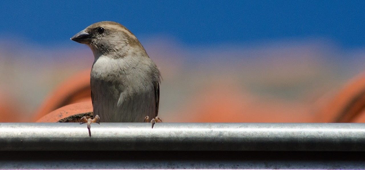 Spatz-Spatzen-pfeifen-es-von-den Daechern-offenes-Geheimnis-Kritisches-Netzwerk-allgemein-allseits-bekannt-sparrows-Sperrlinge