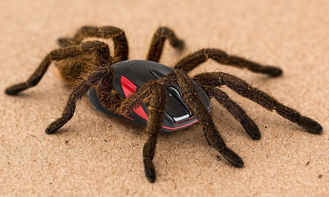 Spinne-Vogelspinne-Computermaus-Spinnenmaus-Hybrid-Mutation-Tiermaschine-Spinnenmutant-Spinnenmutation-Spider-Kritisches-Netzwerk