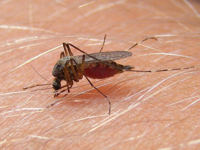 Stechmuecken-Blutsauger-Wadenbeisser-Moskito-Muecke-mosquito-Kritisches-Netzwerk-Medienkritik-Maren-Mueller-Volker-Braeutigam-Friedhelm-Klinkhammer-Tagesschau