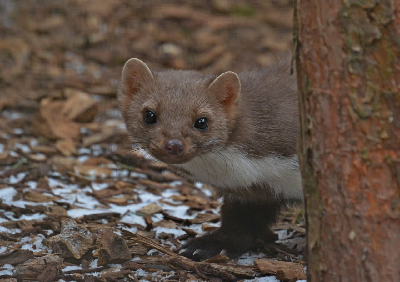 Steinmarder-Marder-Marderverbiss-Hausmarder-Automarder-Kulturfolger-Hemerophile-Beech-marten-Allesfresser-Dachmarder-Hausmarder-Martes-foina-Kritisches-Netzwerk