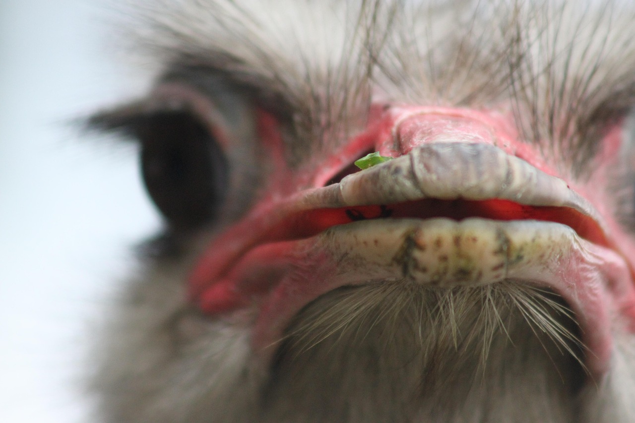 Strauss_Strausse_Struthio_Strausseneier_Straussenfarm_Straussenfleisch_Straussengehege_Straussenhaltung_Straussenhof_Straussenzucht_Vogelstrauss_Zehenanzahl_Kritisches-Netzwerk