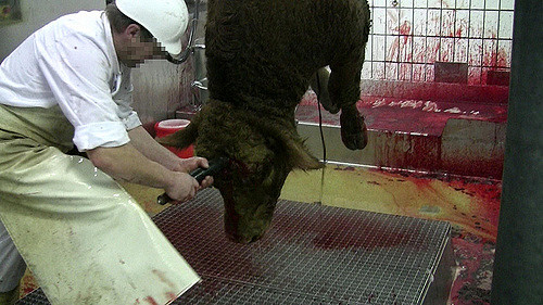 tierqualen_tierquaelerei_tierleid_bolzenschuss_betaeubungsschuss_rinderschlachtung_kritisches_netzwerk_achtung_vor_dem_leben_einzelschlachtung_schlachtprozess_entbuten_entblutung.jpg