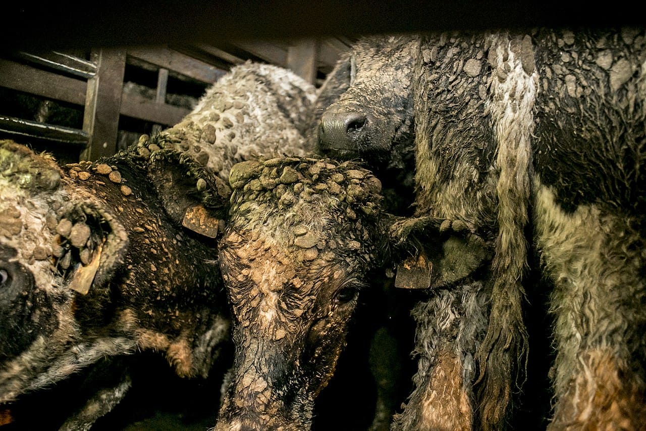 Tiertransporte-Kaelber-Kaelbertransporte-Ammoniakdaempfe-Fleischkonsum-Faekalien-Tierkadaver-Tierleid-Tierquaelerei-Kritisches-Netzwerk-Schlachttierexporte
