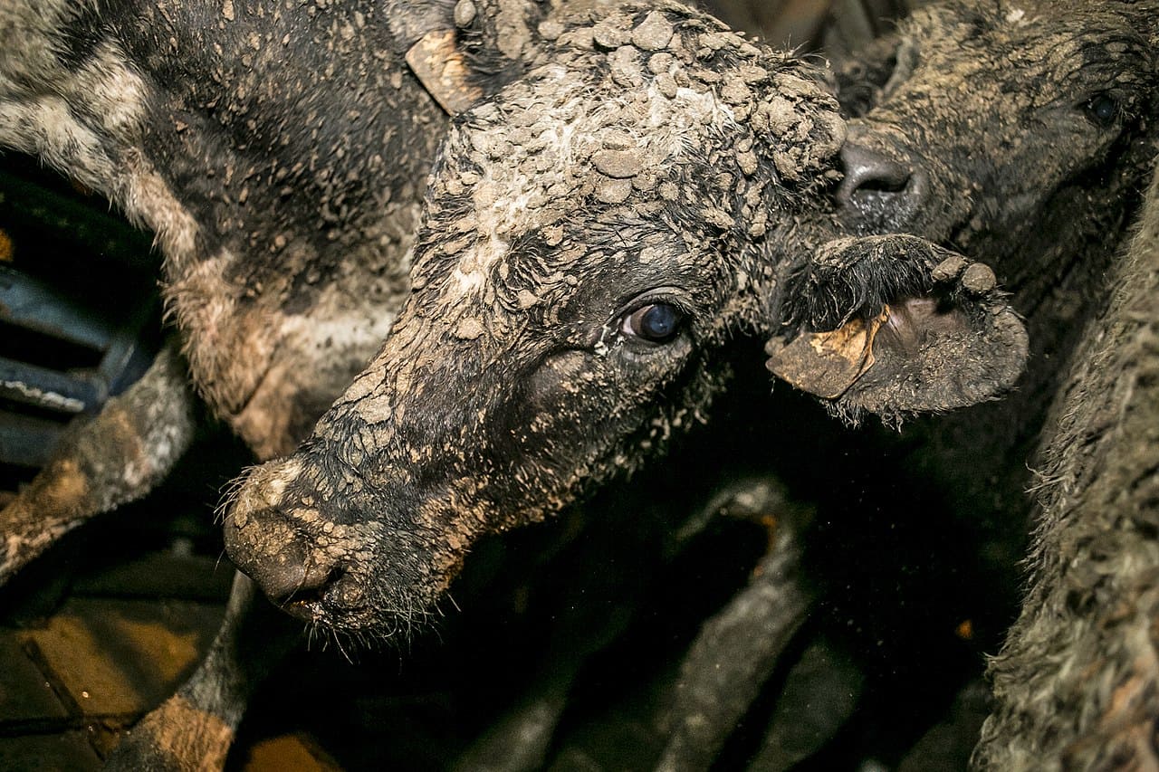 Tiertransporte-Kaelbertransporte-Tierqualen-Tierleid-Fleischkonsum-Fleischausbeute-Fleischexporteur-Kritisches-Netzwerk-Rinder-Rindfleisch-Rindertransporte