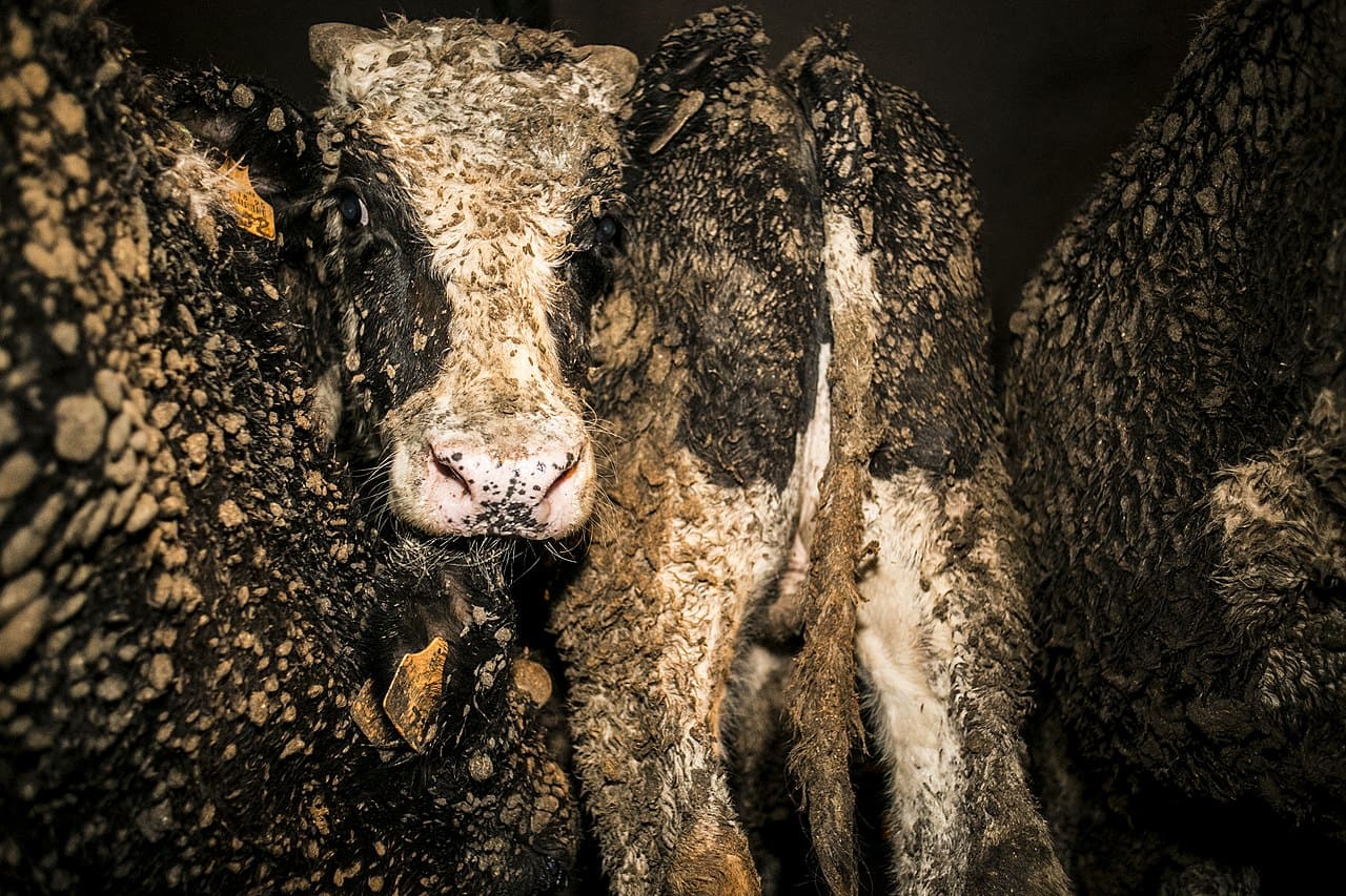 Tiertransporte-Lebendviehtransporte-Mastrindertransporte-Tierelend-Tierrechte-Exporttiere-Kritisches-Netzwerk-Langstreckentransporte-Zweinutzungsrassen