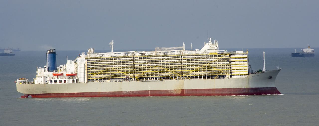 Tiertransporter-Lebendviehtransportgiganten-Livestock-Carrier-Tiertransportschiff-Reedereien-Lebendexporte-Lebendtierbefoerderung-Kritisches-Netzwerk-Tierfrachter