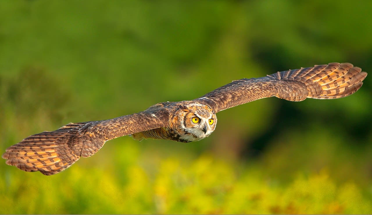 Uhu_Uhus_Bubo_bubo_Federohren_Greifvogel_Eulen_kraeftige_Krallen_natuerlicher_Feind_Falken_Falkenfeind_Raubvogel_scharfes_Auge_Blickfeld_Sehkraft_Kritisches-Netzwerk