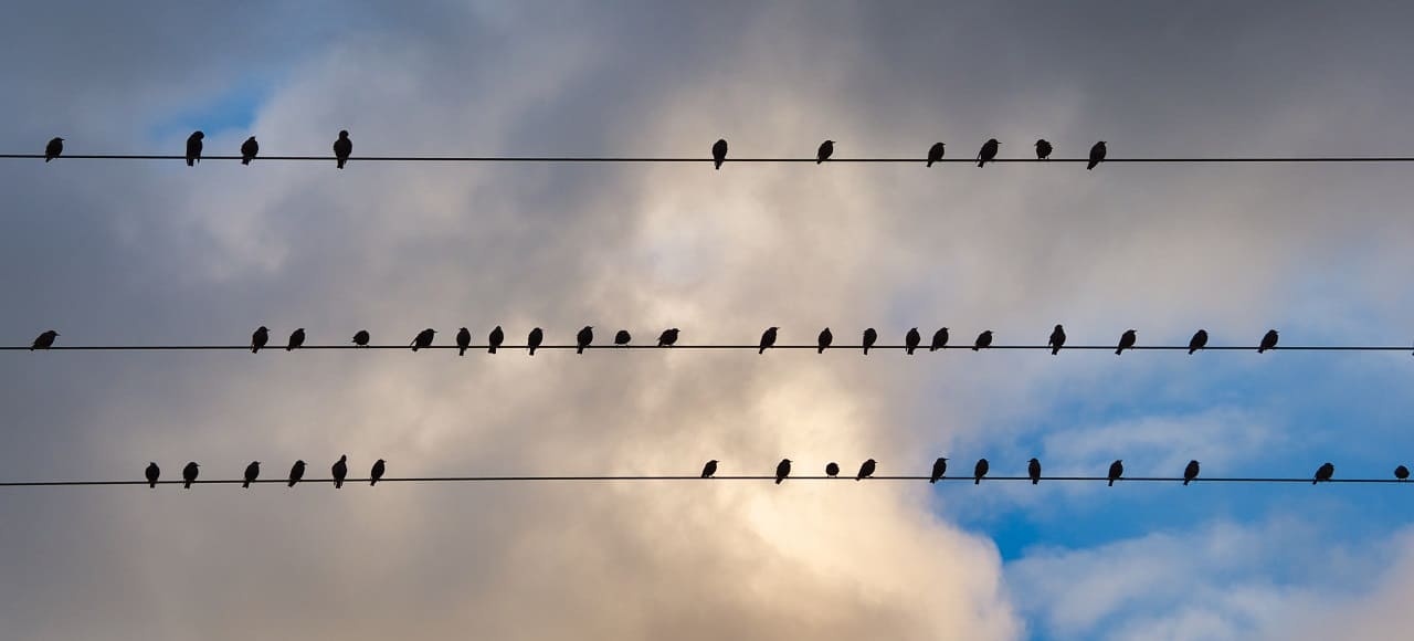 Voegel_Vogelschwarm_Vogelgesang_Vogelgezwitscher_Vogellaute_Vogelrufe_Vogelschar_Vogelsprache_Vogelstimmen_Vogelwelt_Amseln_Gezwitscher_Massenvoegel_Singvoegel_Kritisches-Netzwerk