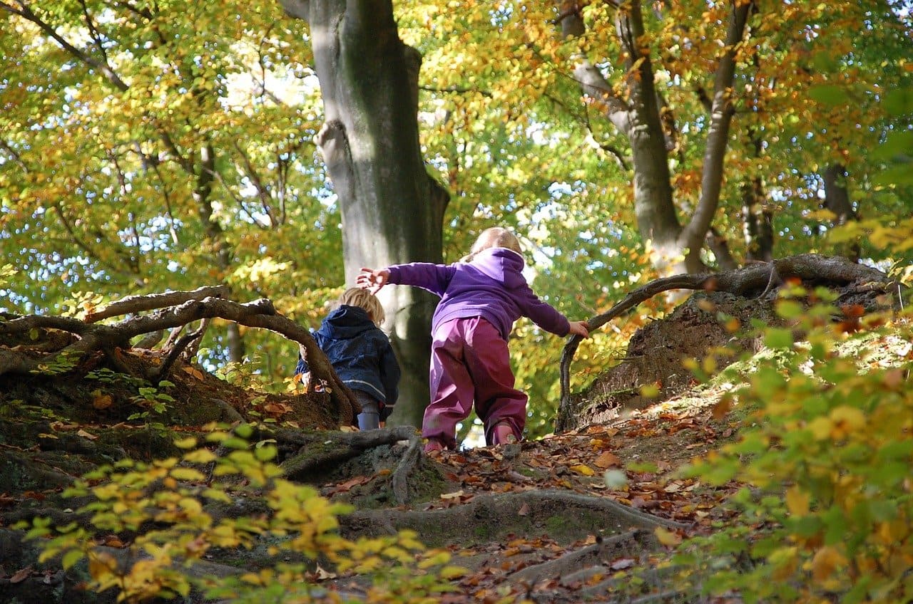 Waldspiele-Blaetterwald-Kinder-Spielen-im-Wald-Feinmotorik-Grobmotorik-Motorik-Koerperbeherrschung-Bewegungsdrang-Waldluft-Kritisches-Netzwerk-Waldboden-Baumsorten