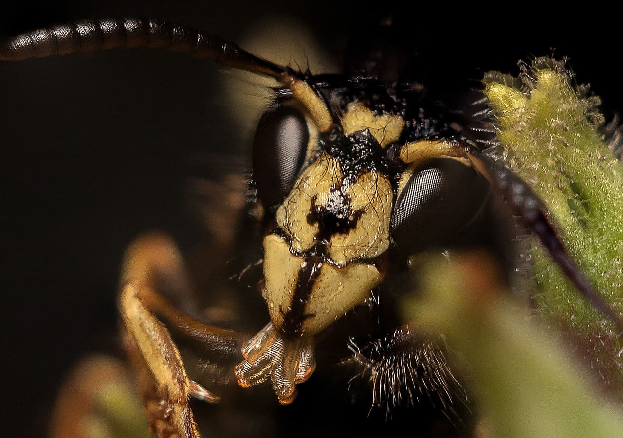 Wespen-Wespe-Wespenhirn-Wespenstachel-Wespenstaat-Wespenstich-wasp-echte-gemeine-Kurzkopfwespen-Vespula-germanica-Kritisches-Netzwerk-Wespennest-Kuckuckswespe