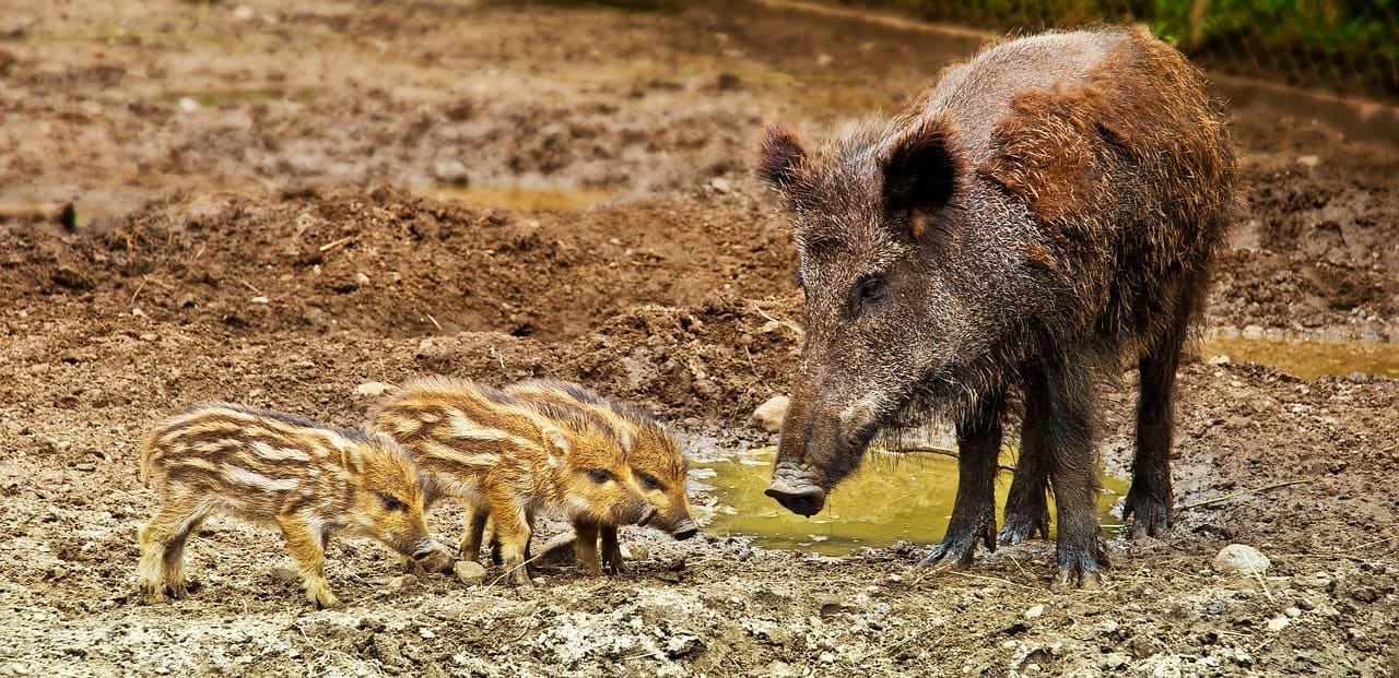 Wildschweine-Wildsau-Wildschweinrotte-Bache-Frischlinge-Wildschwein-Kritisches-Netzwerk-Wildschweinfleisch-Wildschweinbraten-Wildschweinjagd-Rotte