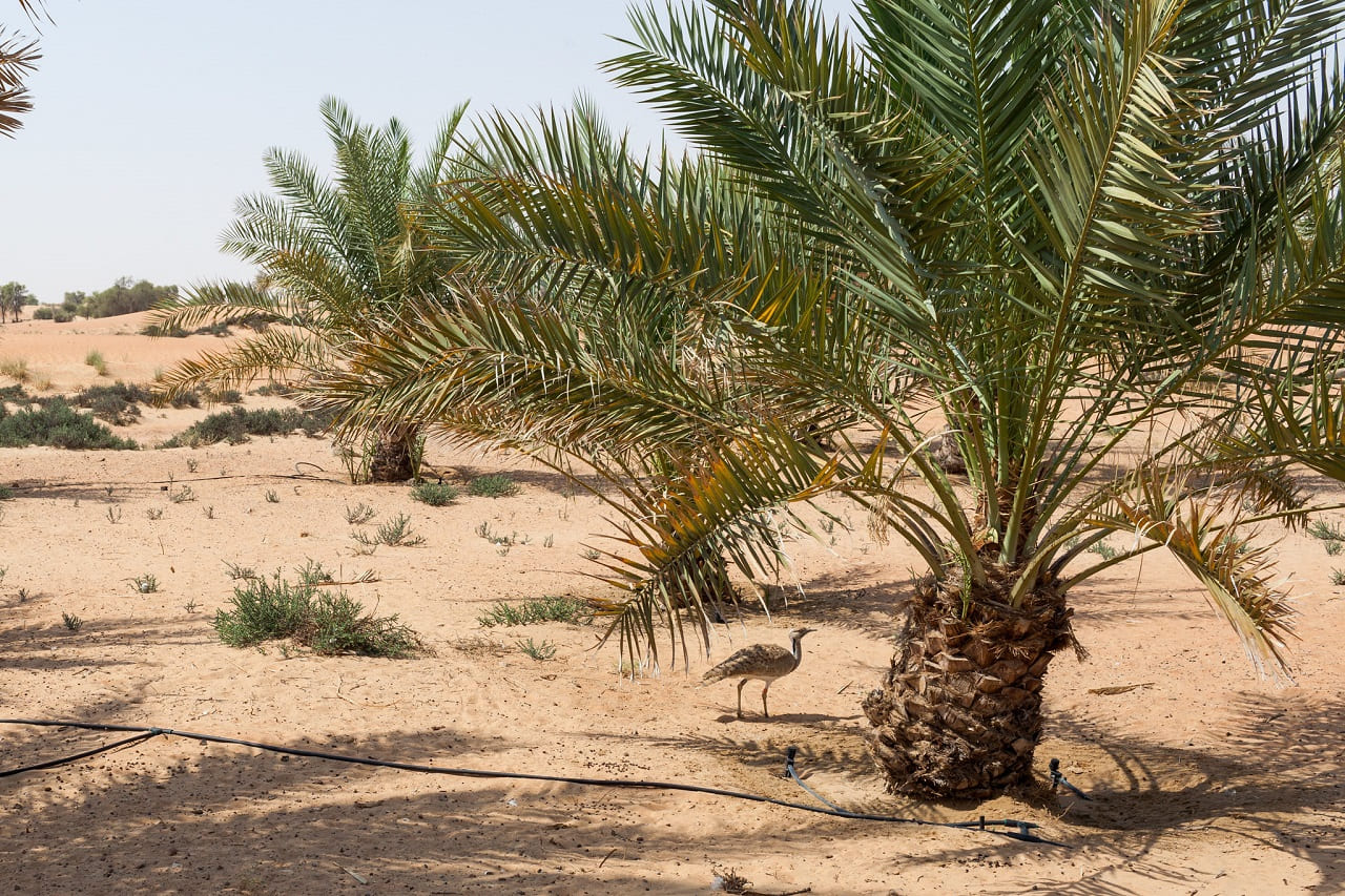 Wuestenausbreitung-Wuestenbildung-Desertation-Desertifikation-Palmen-Aufforstung-Baeume-Begruenung-Bodenaustrocknung-Bodendegradation-Bodenerosion-Kritisches-Netzwerk