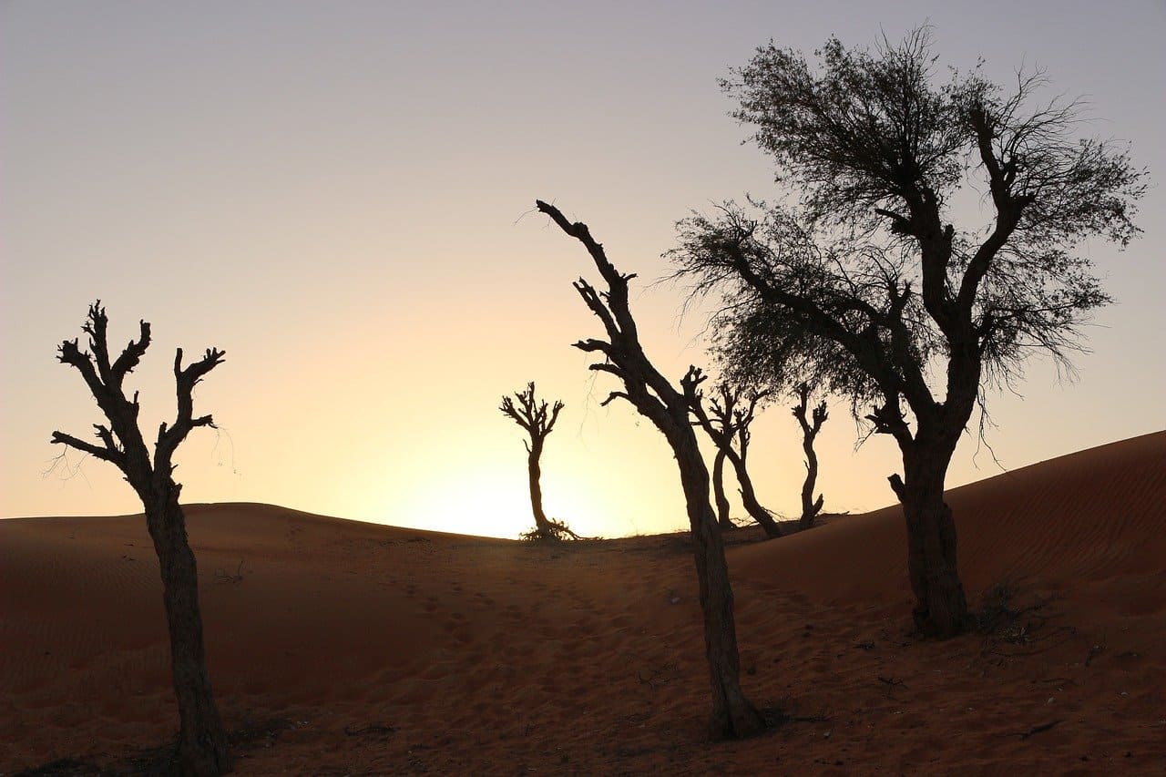 Wuestenbildung-Baeumesterben-Baumfriedhof-Baumvertrocknung-Wuestenausbreitung-Desertifikation-Bodenaustrocknung-Bodendegradation-Verwuestung-Kritisches-Netzwerk